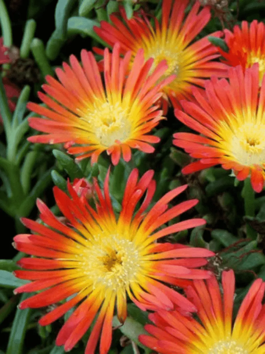 Делосперма Купера Ocean Sunset Orange Vibe