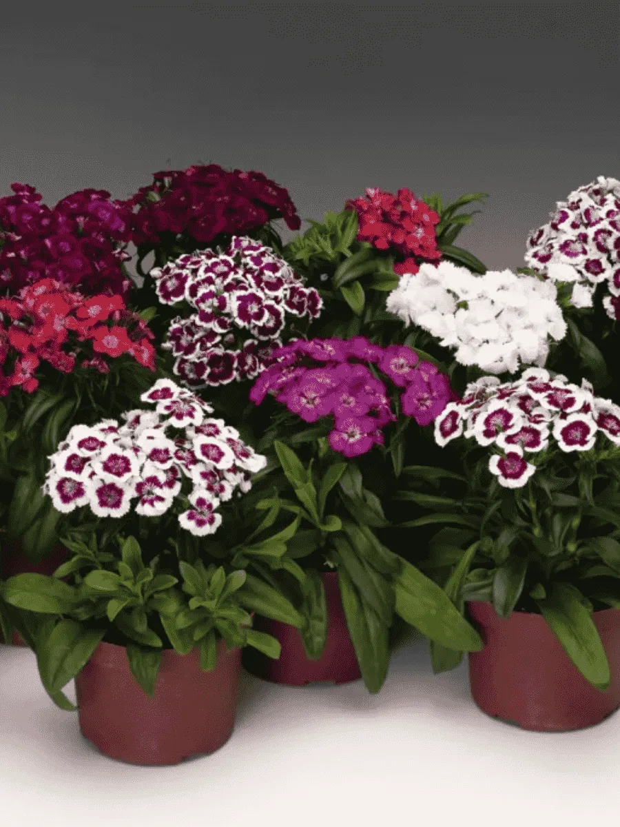 Гвоздика турецкая Barbarini Formula Mix