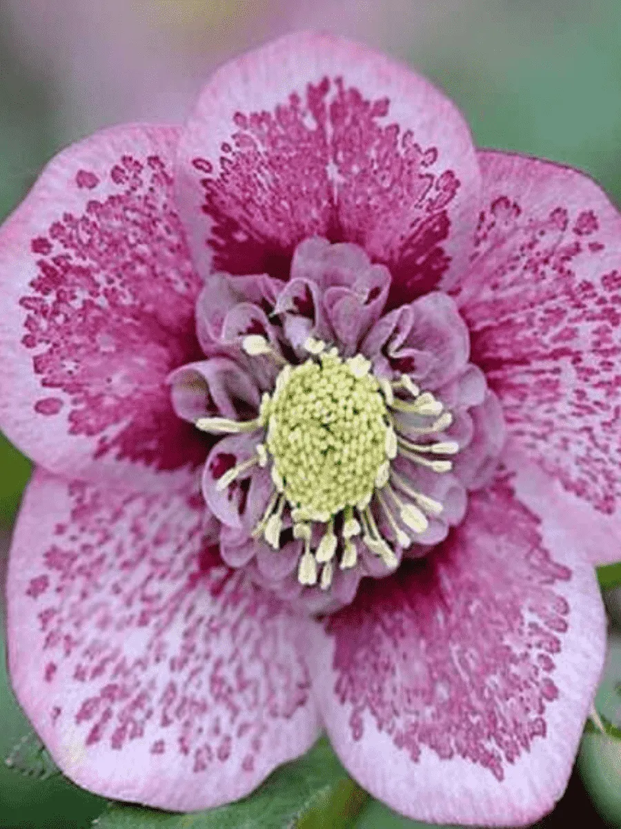 Морозник восточный Single Pink