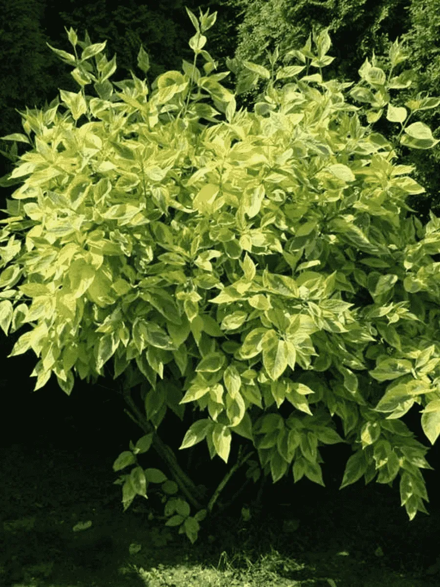 Дерен белый Spaethii