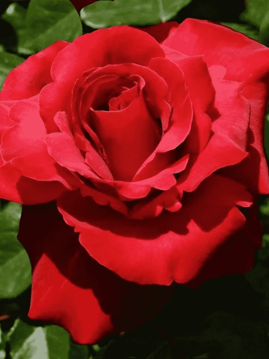 Роза грандифлора Валентина