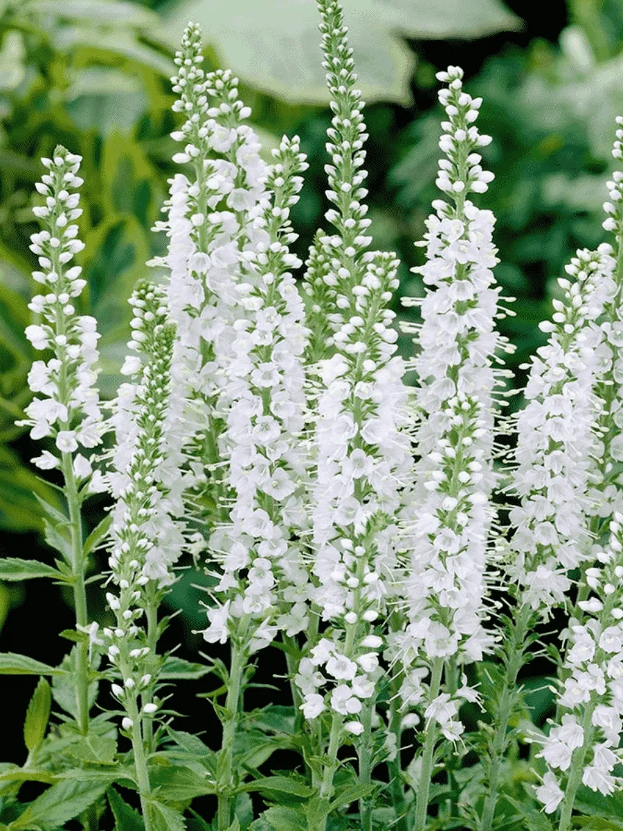 Вероника колосистая Icicle