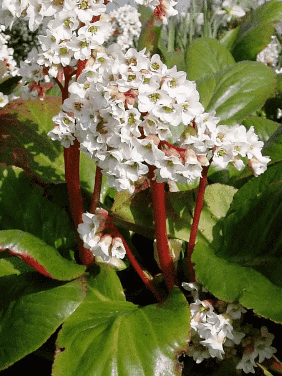 Бадан гибридный Bressingham White