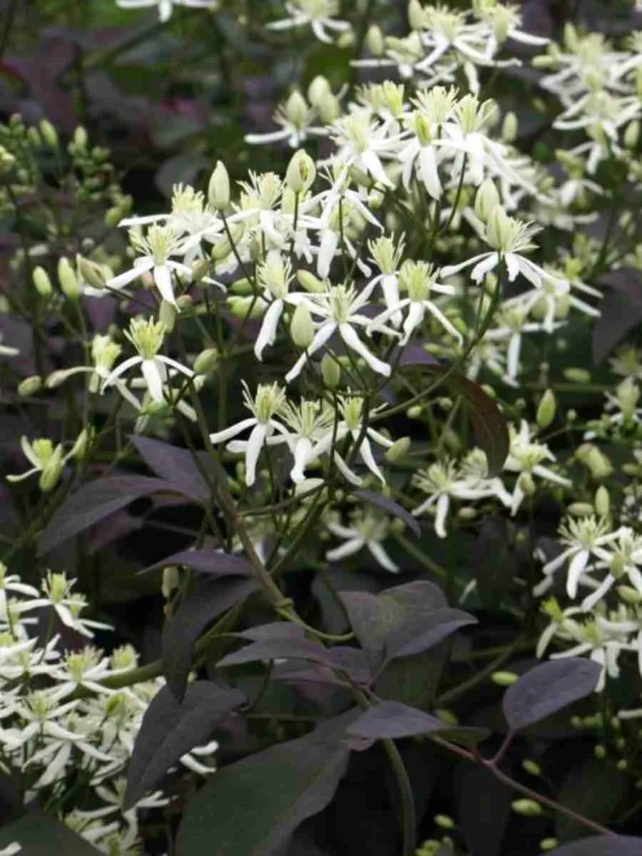 Клематис прямой Purpurea