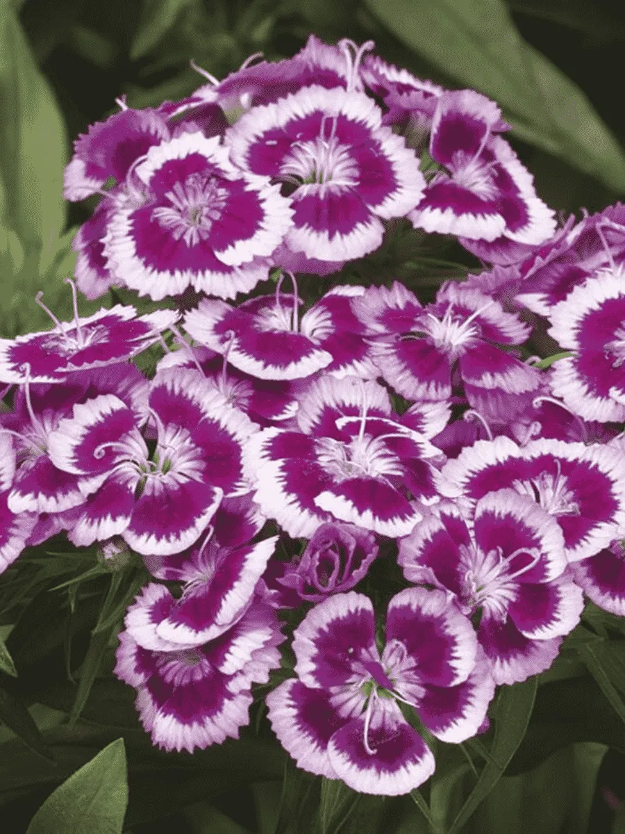 Гвоздика турецкая Barbarini Purple Picotee