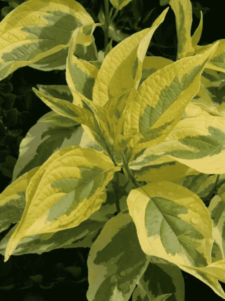 Дерен белый Gouchaultii