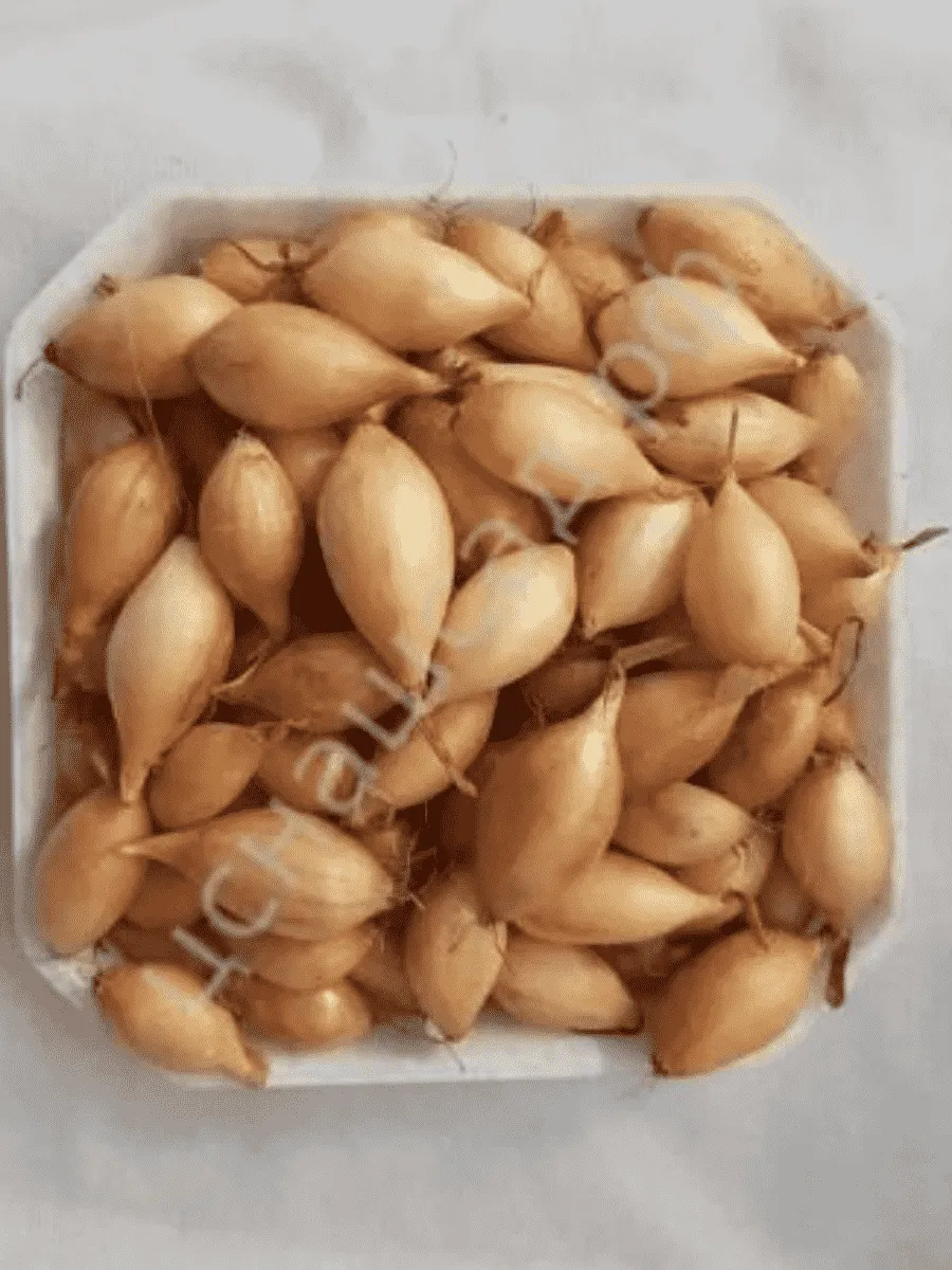 Лук-озимый Сеншуй Еллоу Глоб