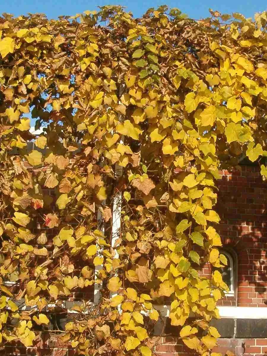 Виноград девичий Yellow Wall