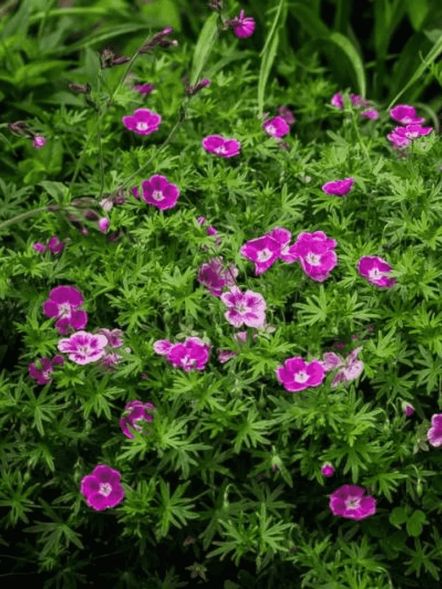 Герань кроваво-красная Elke