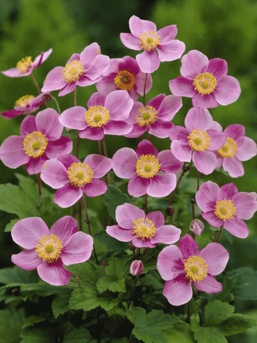 Анемона хубейская Rose Shades