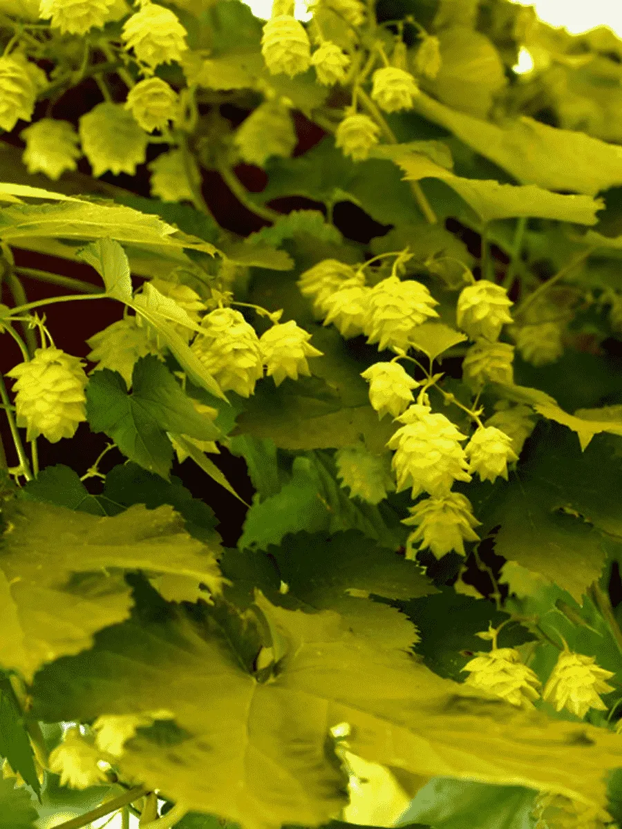 Хмель обыкновенный Aureus