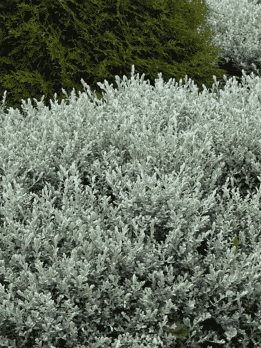 Ива ползучая Nitida