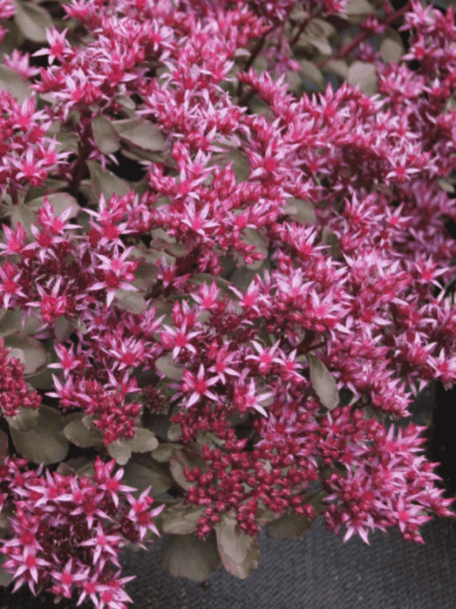 Очиток ложный Fuldaglut