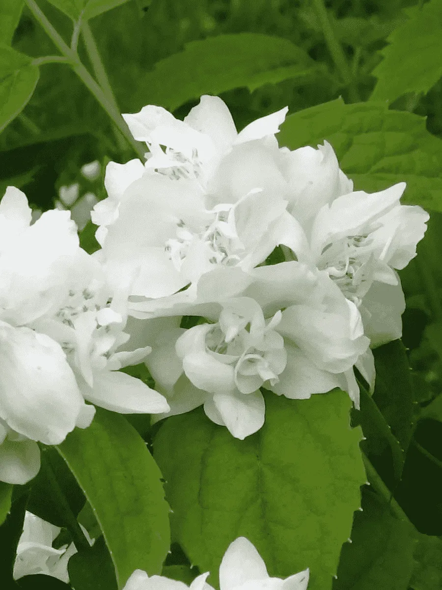 Чубушник Снежная буря