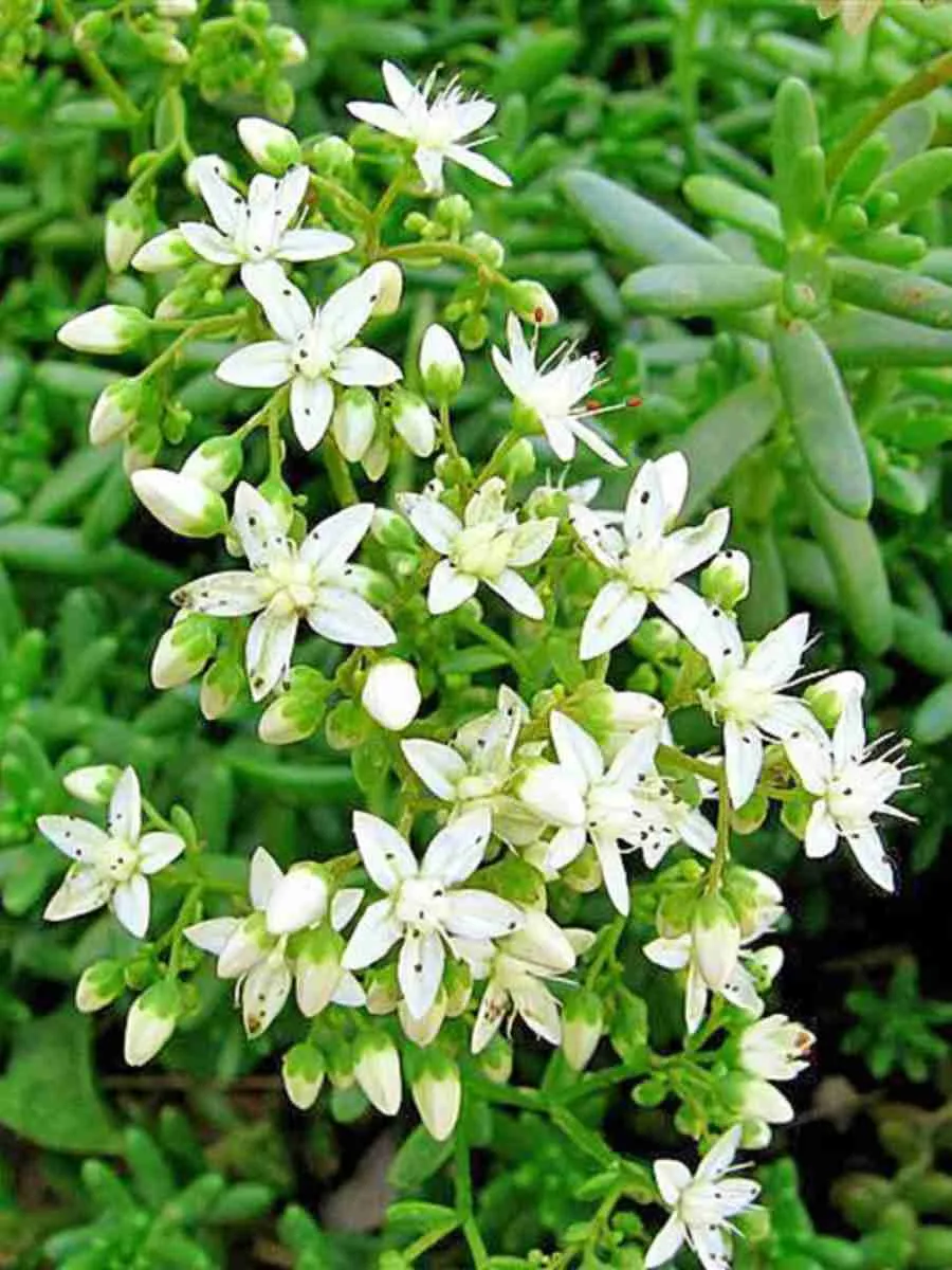 Очиток отогнутый Album