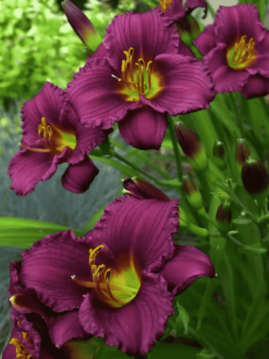 Лилейник Little Grapette