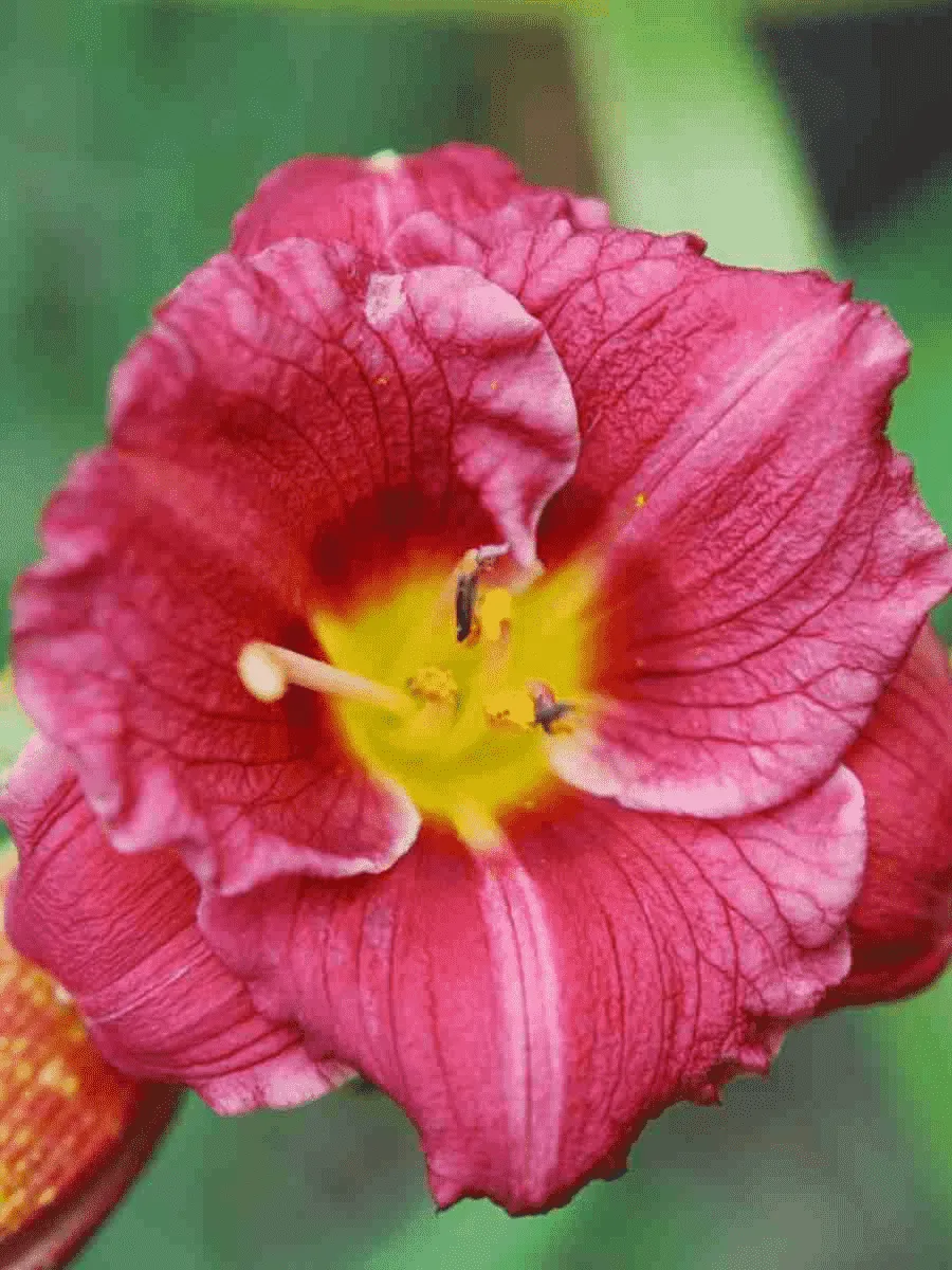 Лилейник Siloam Grase Stamile