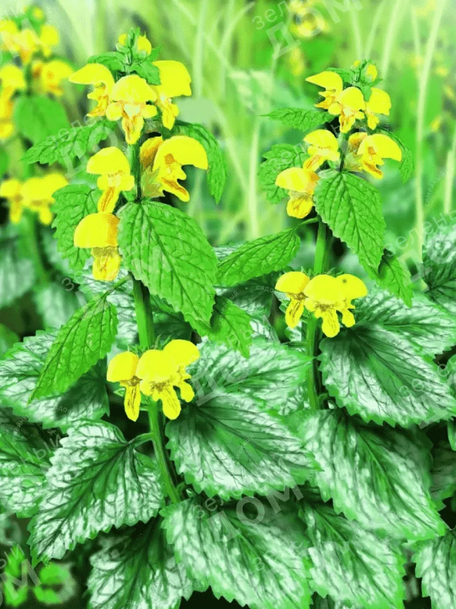 Яснотка желтая Флорентинум