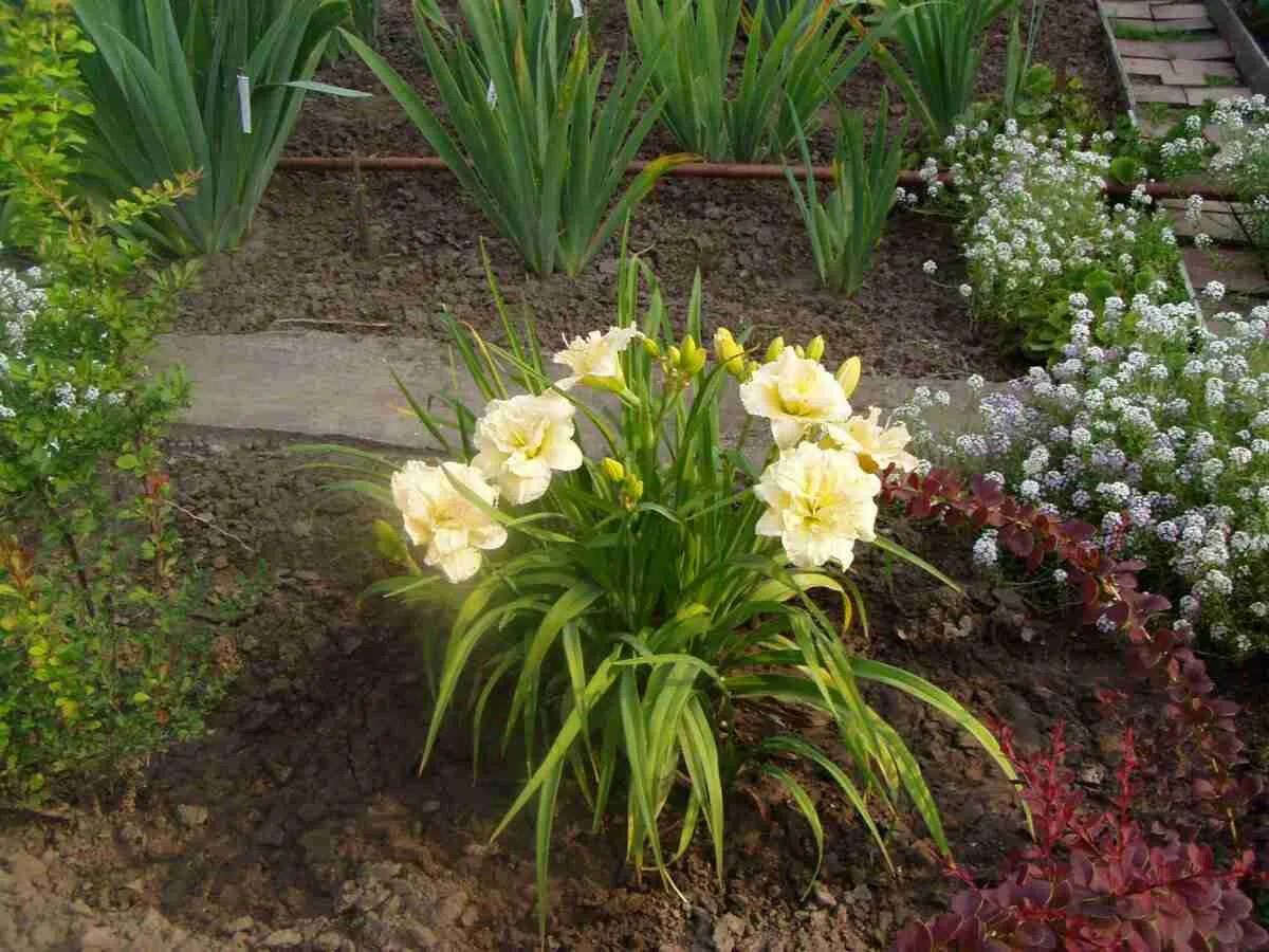 Лилейник Ikebana Star