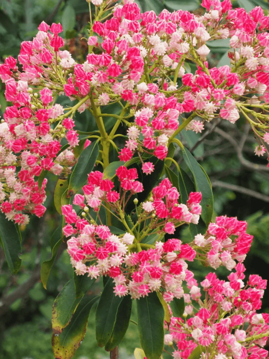 Кальмия широколистная Colibri