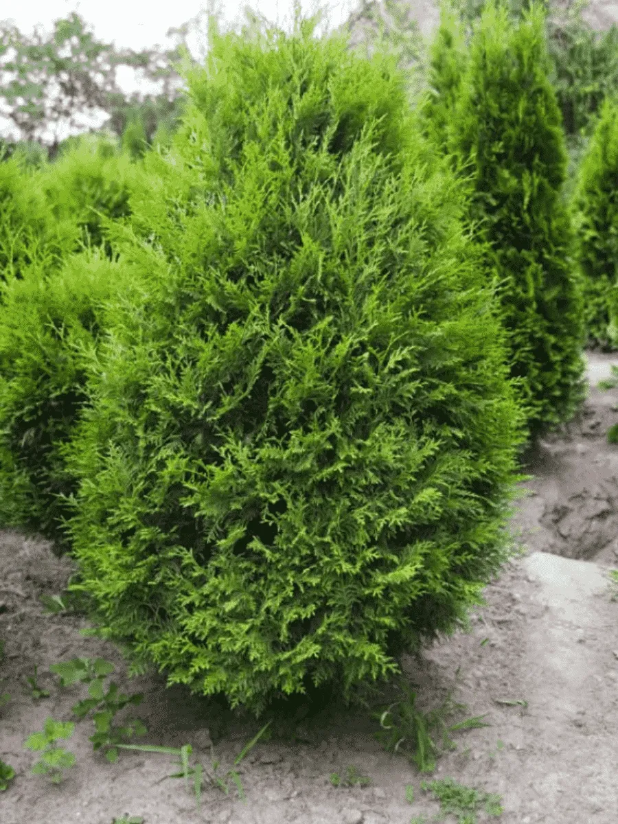 Туя западная Weimar