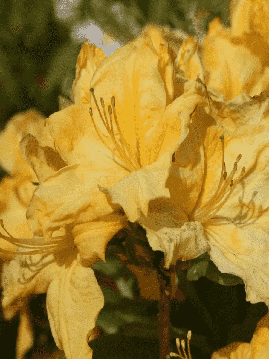 Азалия Windsor Sunbeam