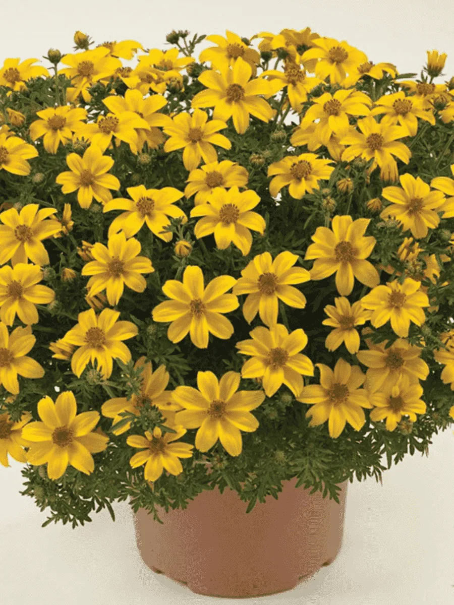 Биденс Bill's Medaillon