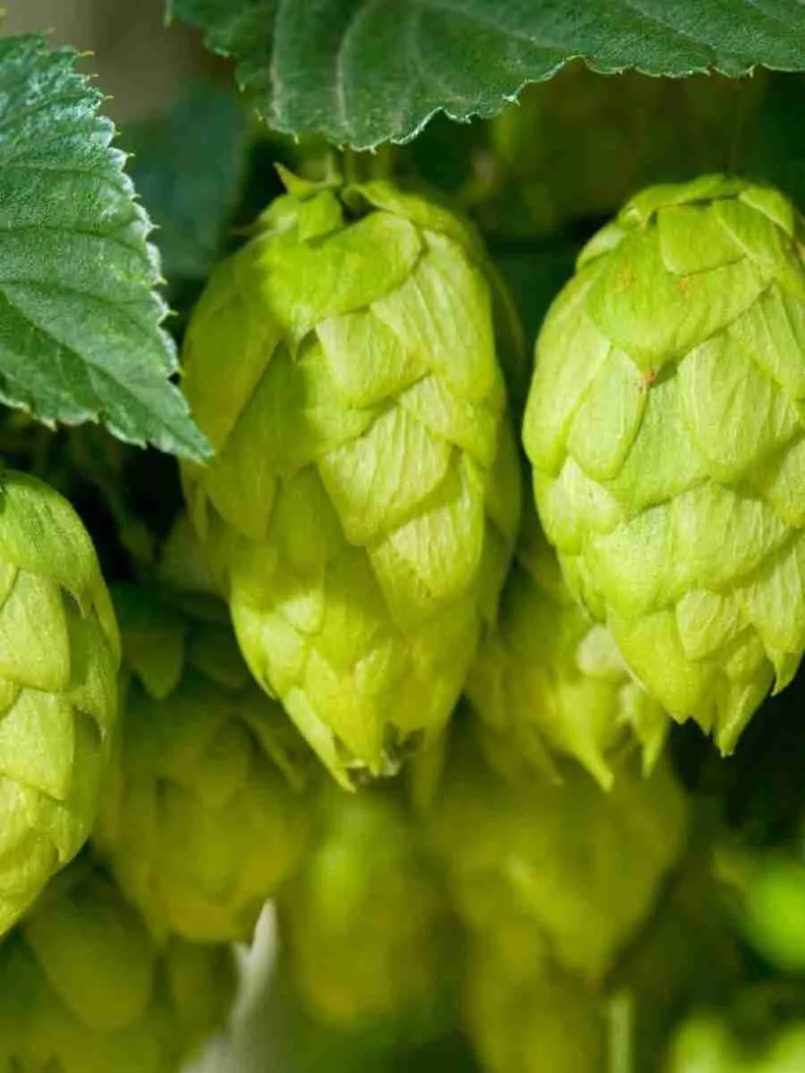 Хмель обыкновенный(F)