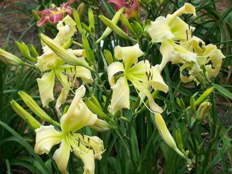 Лилейник Heavenly Curls