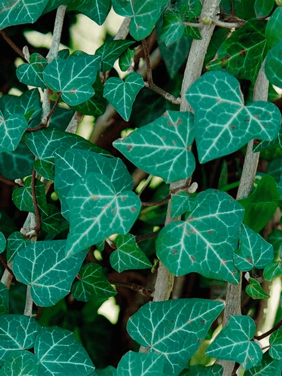 Плющ обыкновенный Plattensee