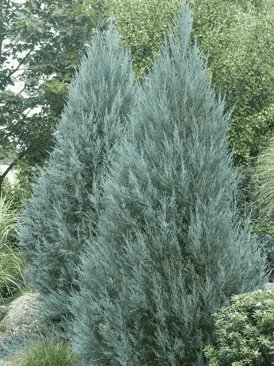 Можжевельник скальный Moonglow