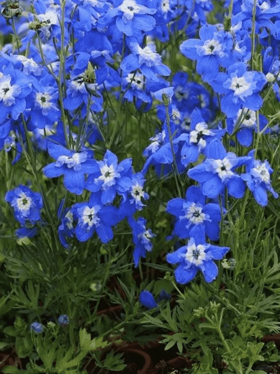 Дельфиниум крупноцветковый Ocean Tiara Blue