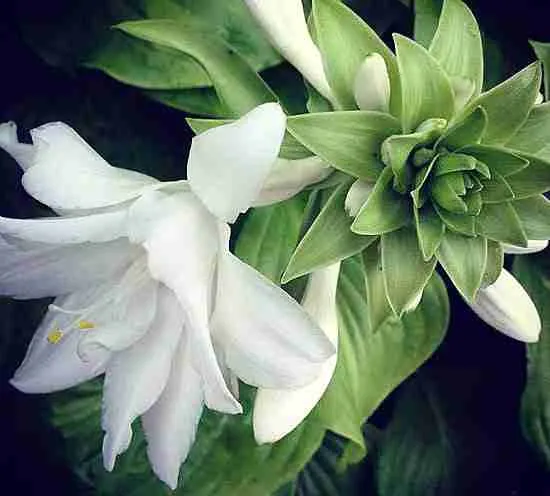 Хоста Aphrodite