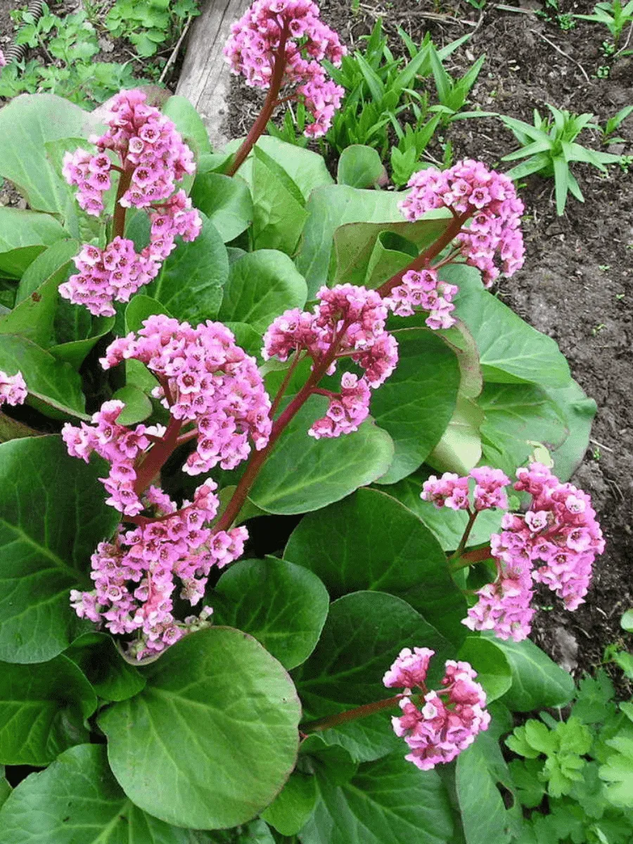 Бадан сердцелистный Winterglut