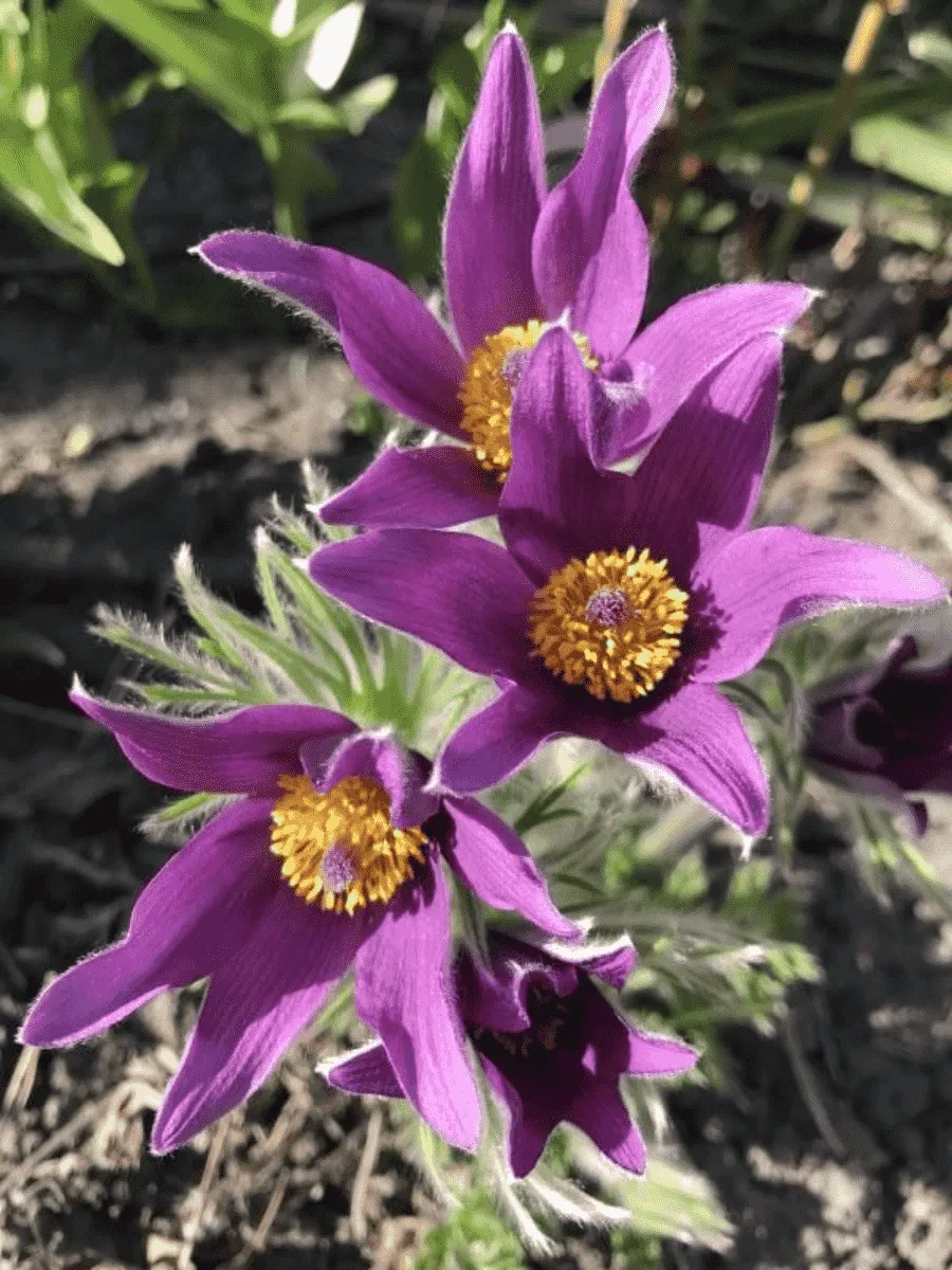 Прострел обыкновенный Pulsar Violet Shades