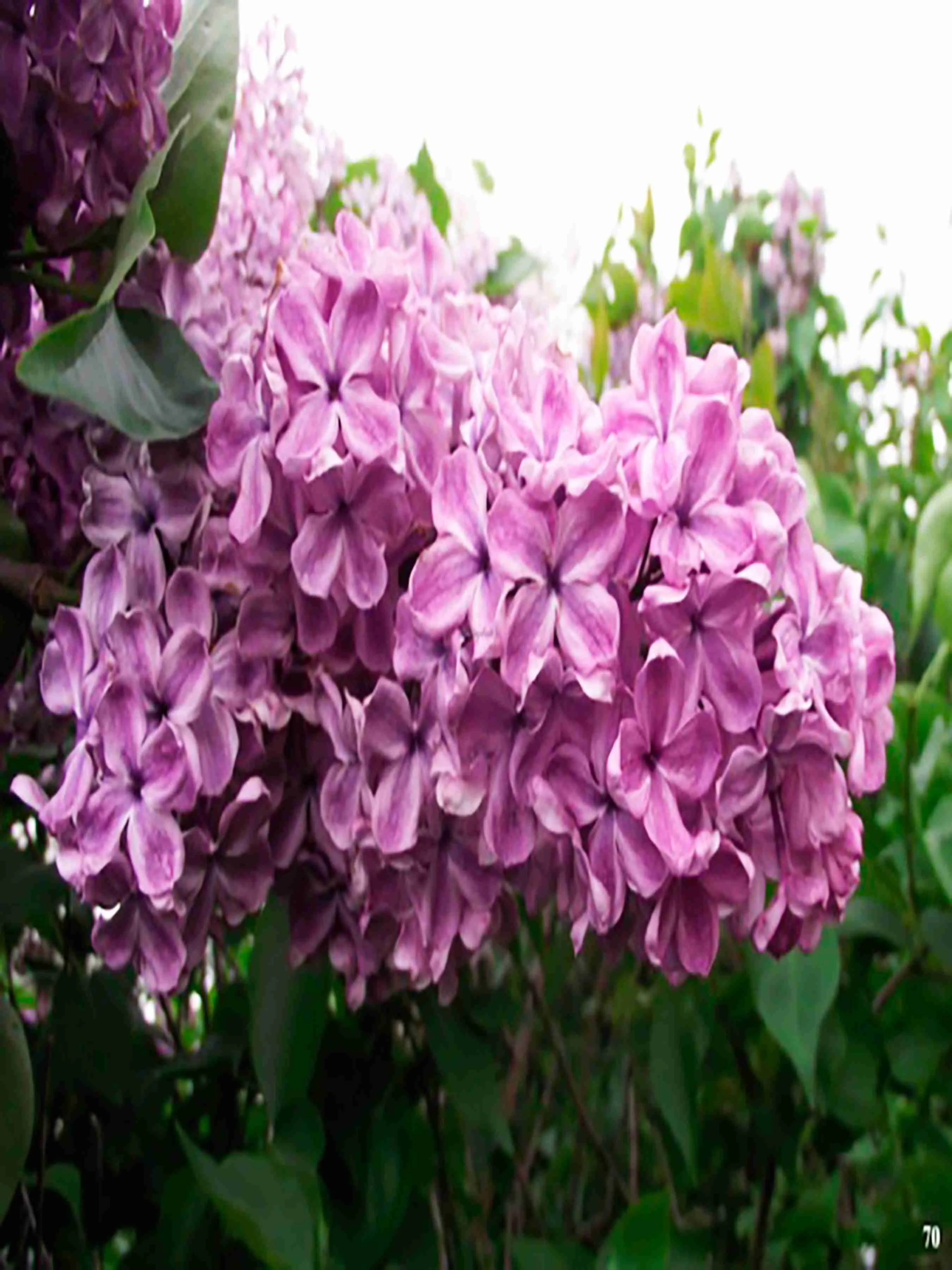 Сирень Николай Гумилев