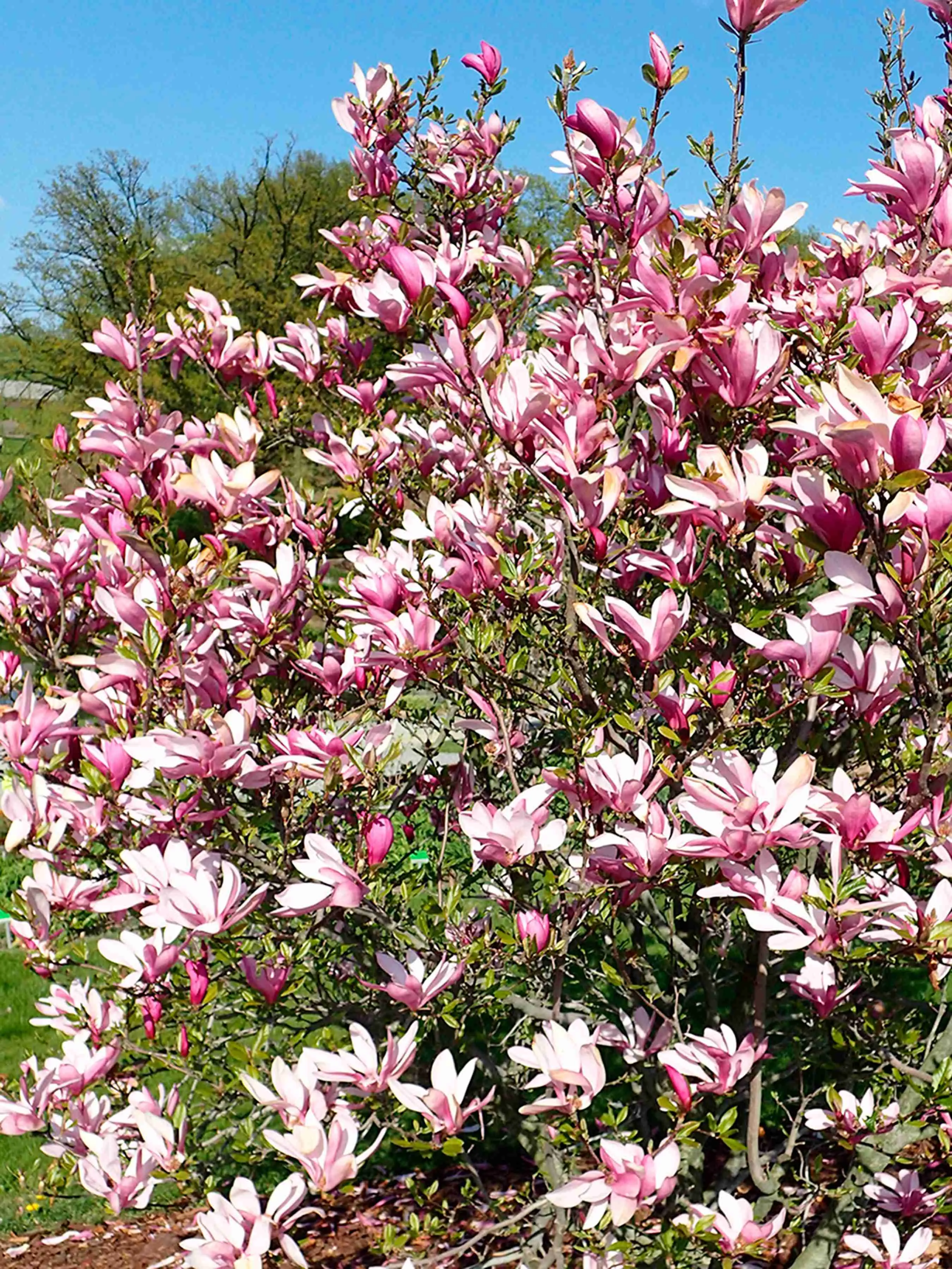 Магнолия Энн