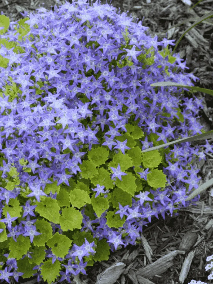 Колокольчик  гарганский Major