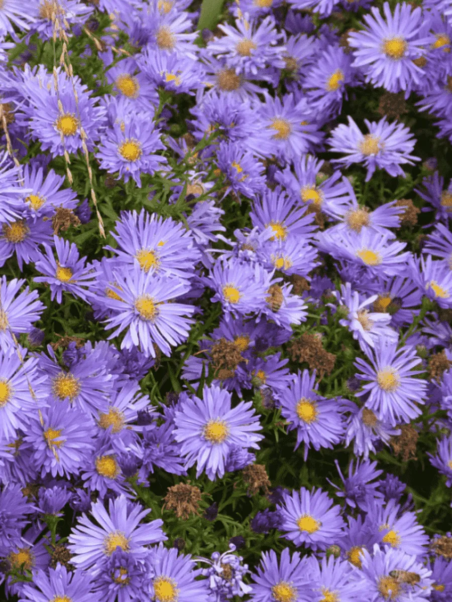 Астра кустарниковая Blue Lagune