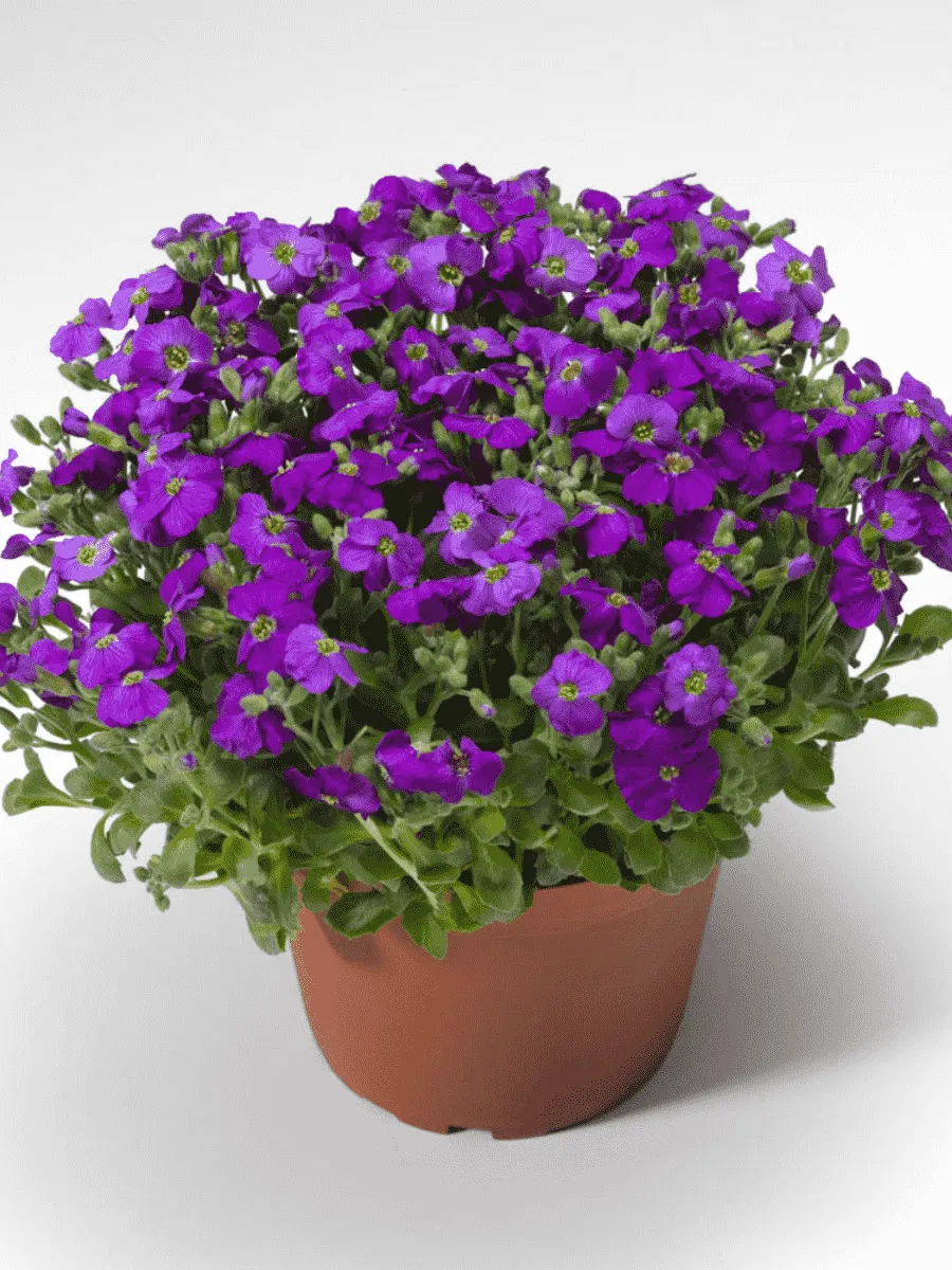 Аубриета Audrey Deep Blue Shades