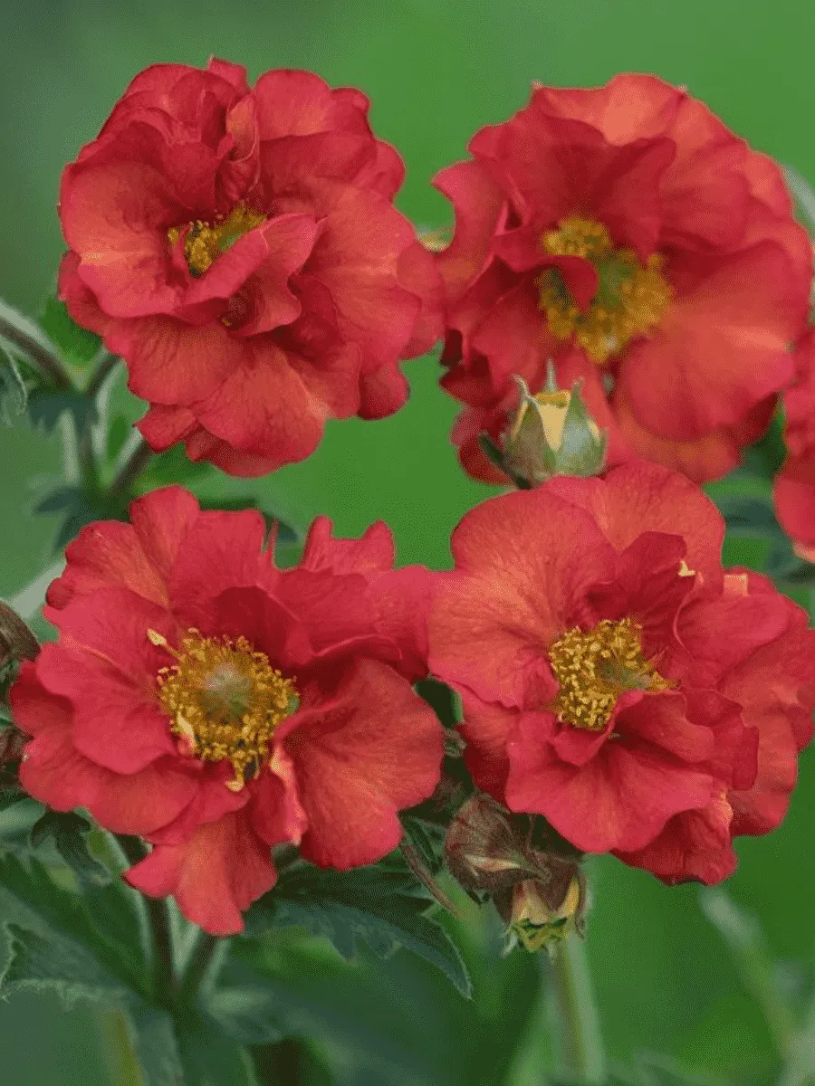 Гравилат чилийский Scarlet Tempers