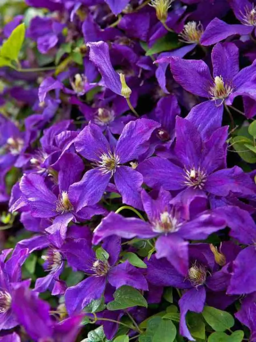 Клематис  Polish Spirit