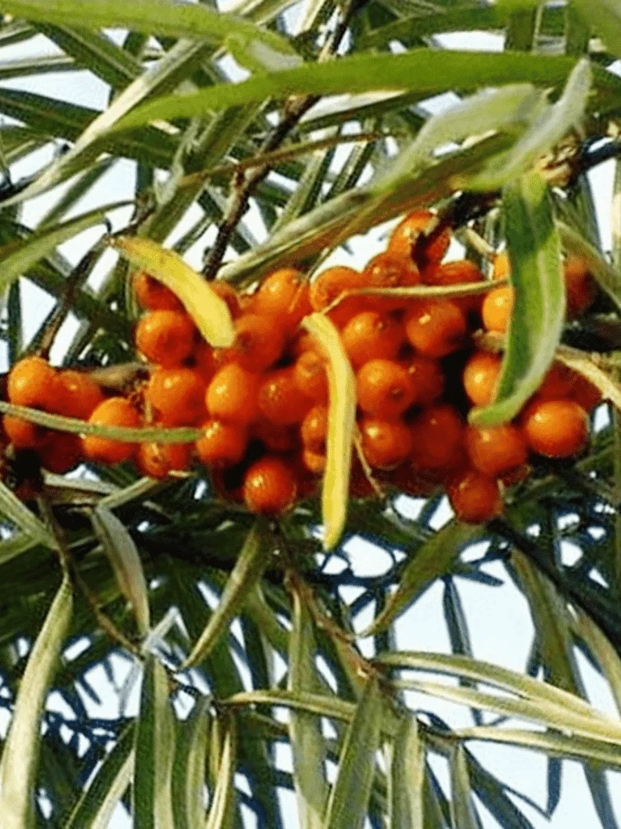 Облепиха крушиновидная Алей