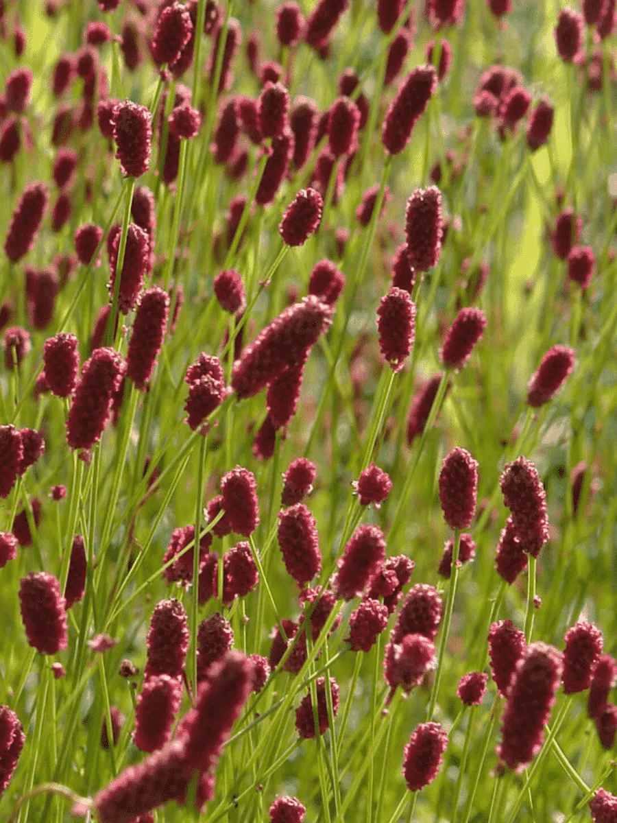 Кровохлебка Prim and  Proper