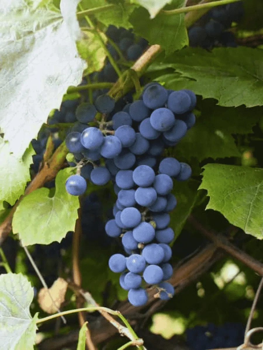 Виноград культурный Агат Донской
