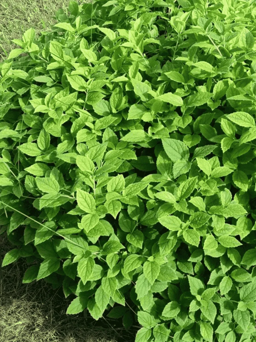 Чубушник Гном