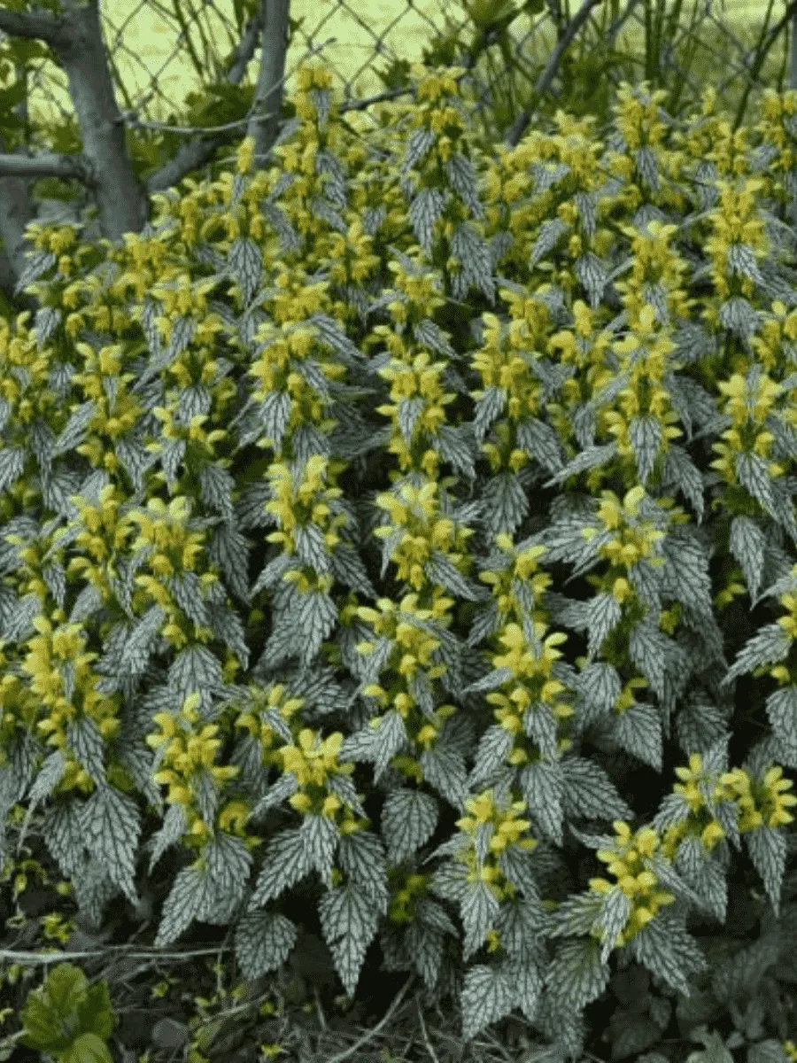 Яснотка зеленчуковая Herman's Pride