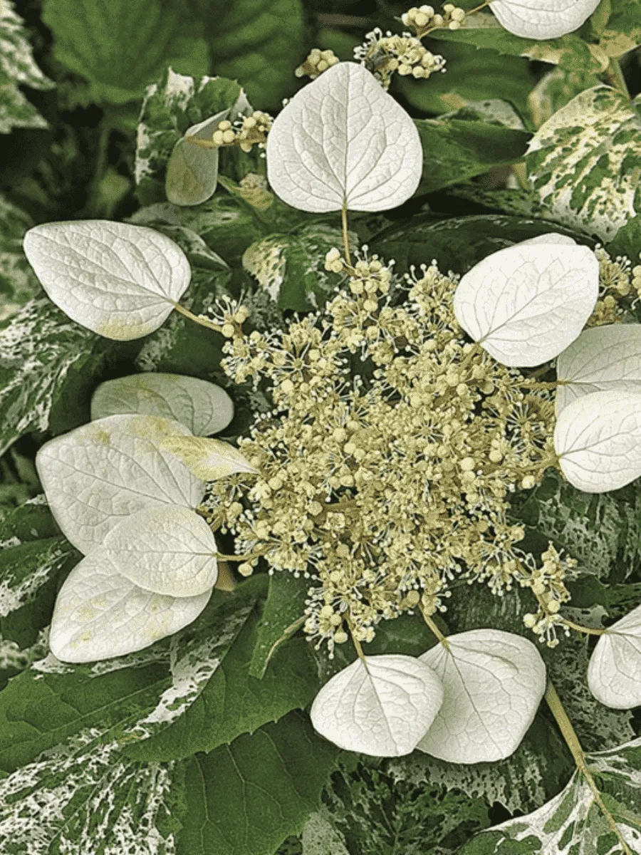 Схизофрагма гортензиевидная Burst of Light