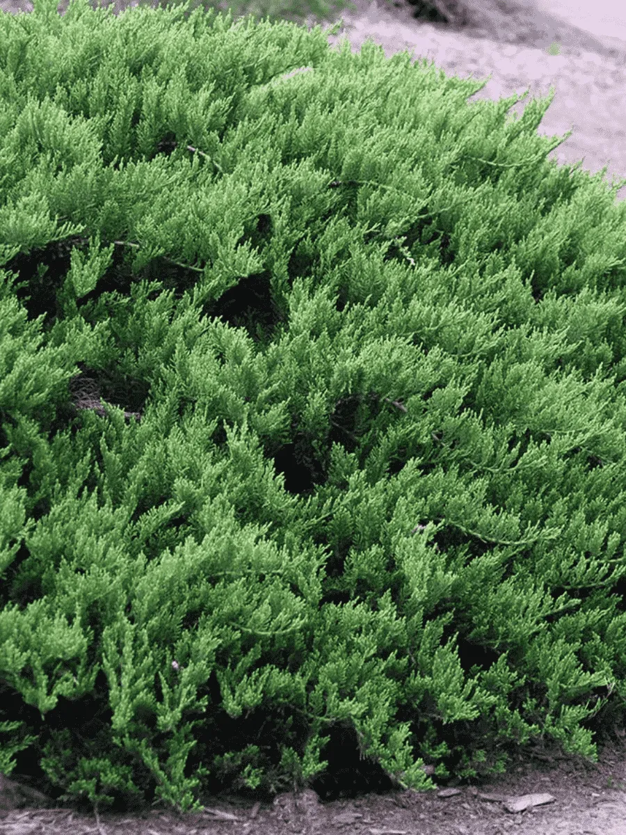 Можжевельник казацкий  Tamariscifolia