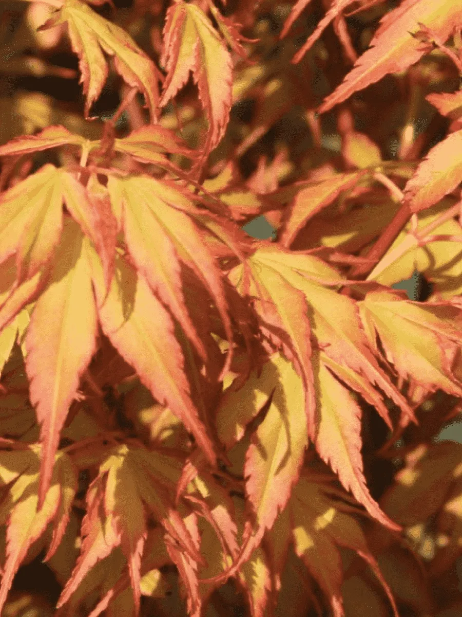 Клен веерный Katsura